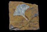 Fossil Ginkgo Leaf From North Dakota - Paleocene #156248-1